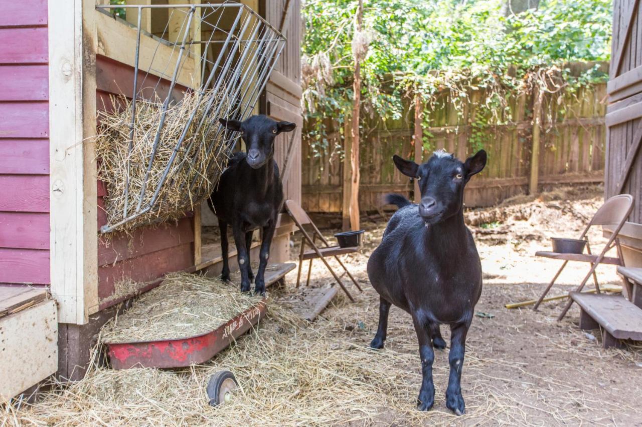 The Social Goat 3*